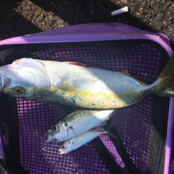 朝からジグサビキ